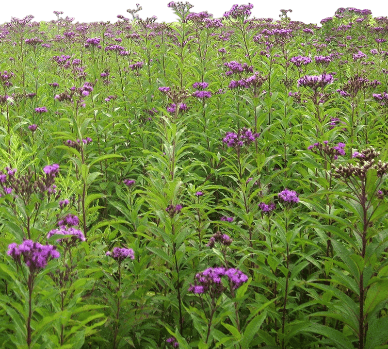Plant Your Meadow with Giant Ironweed