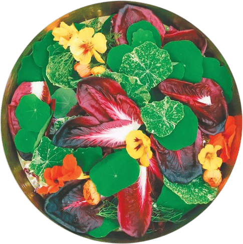 Treviso Nasturtium Salad + Orange Vinaigrette & Manchego