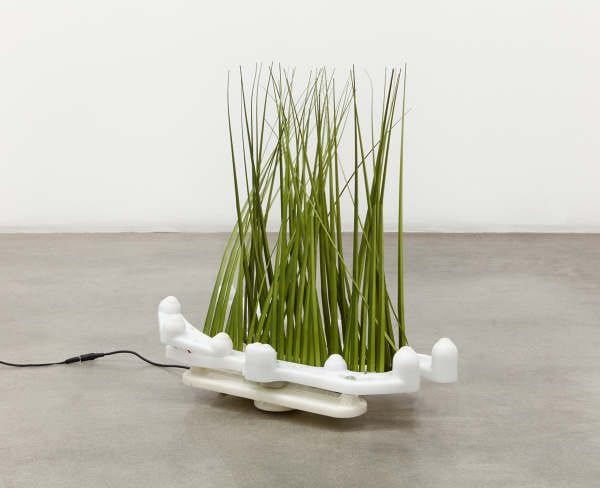 Shrubs (Rachel Youn)