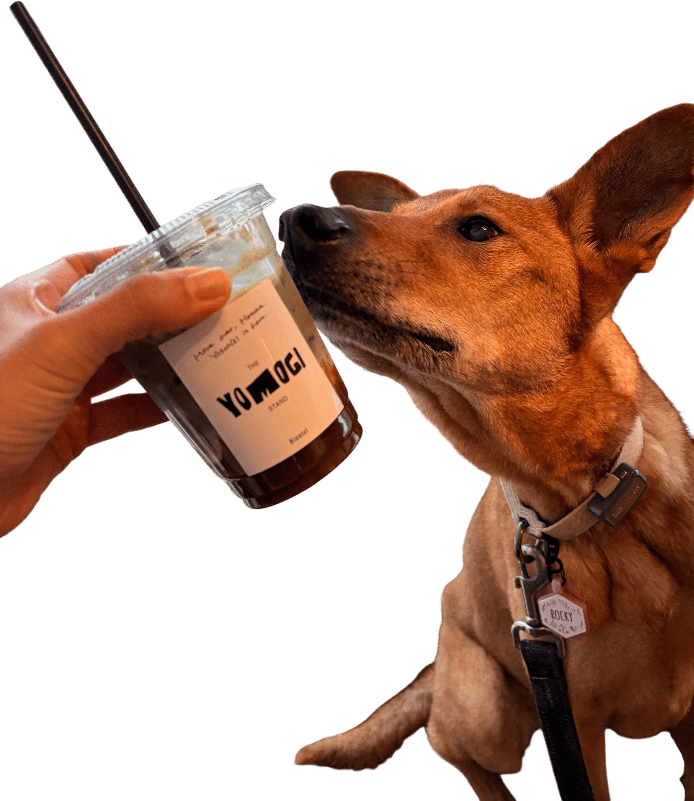 Move aside Matcha, we've just met Yomogi