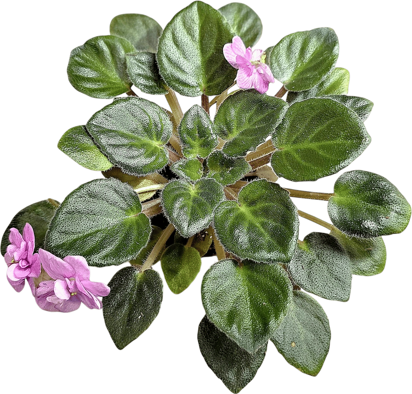 Rob's Dust Storm Mini African Violet