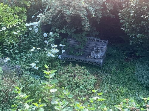 Raccoon bench in my parents’ yard