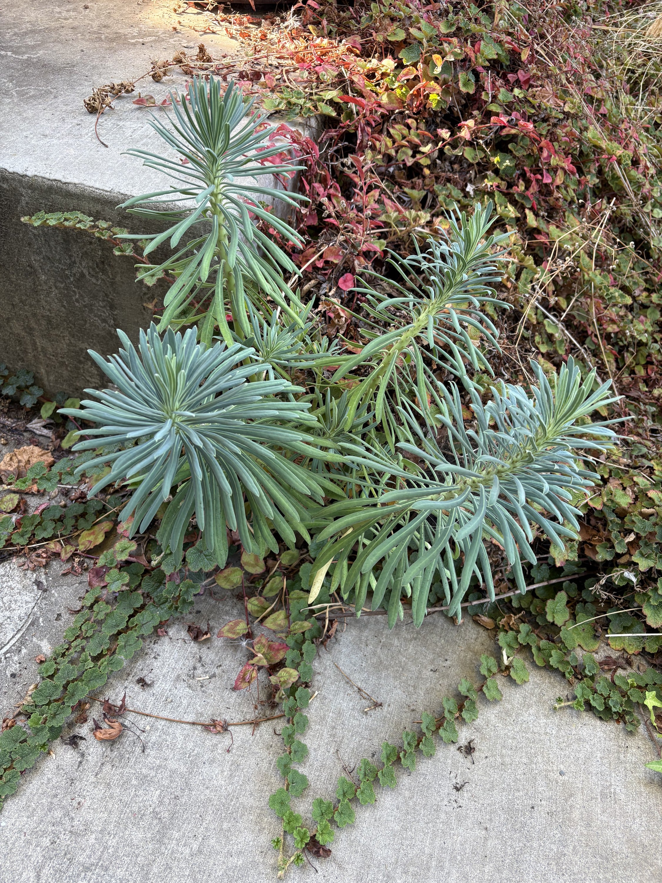 Selecting a mortal enemy plant