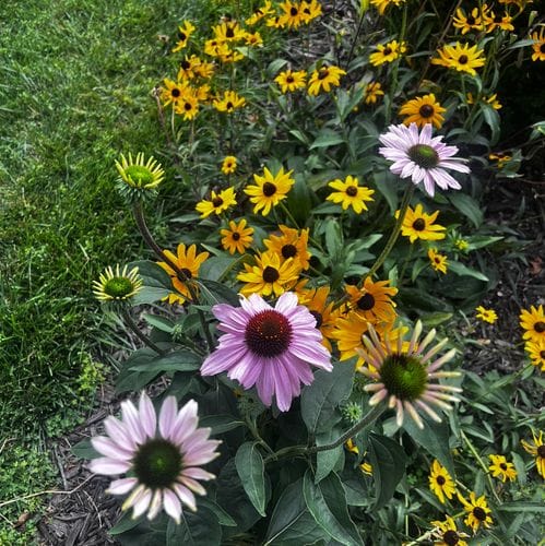 Plants In My Yard
