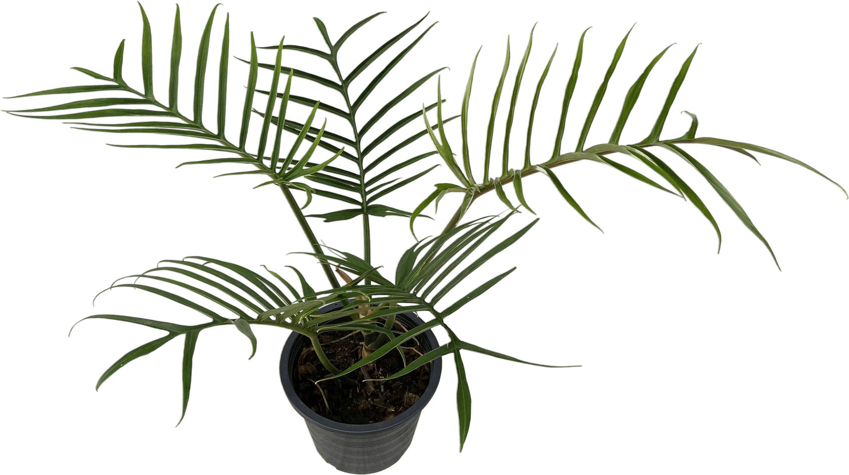 Philodendron Tortum