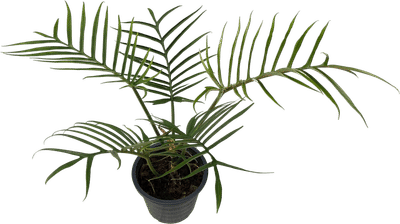 Philodendron Tortum