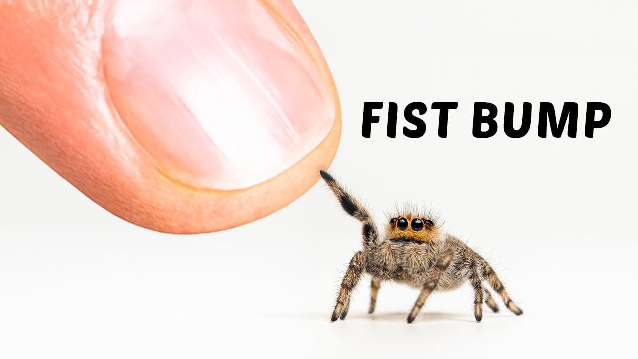 Tiny Fuzzy Jumping Spiders 🫯