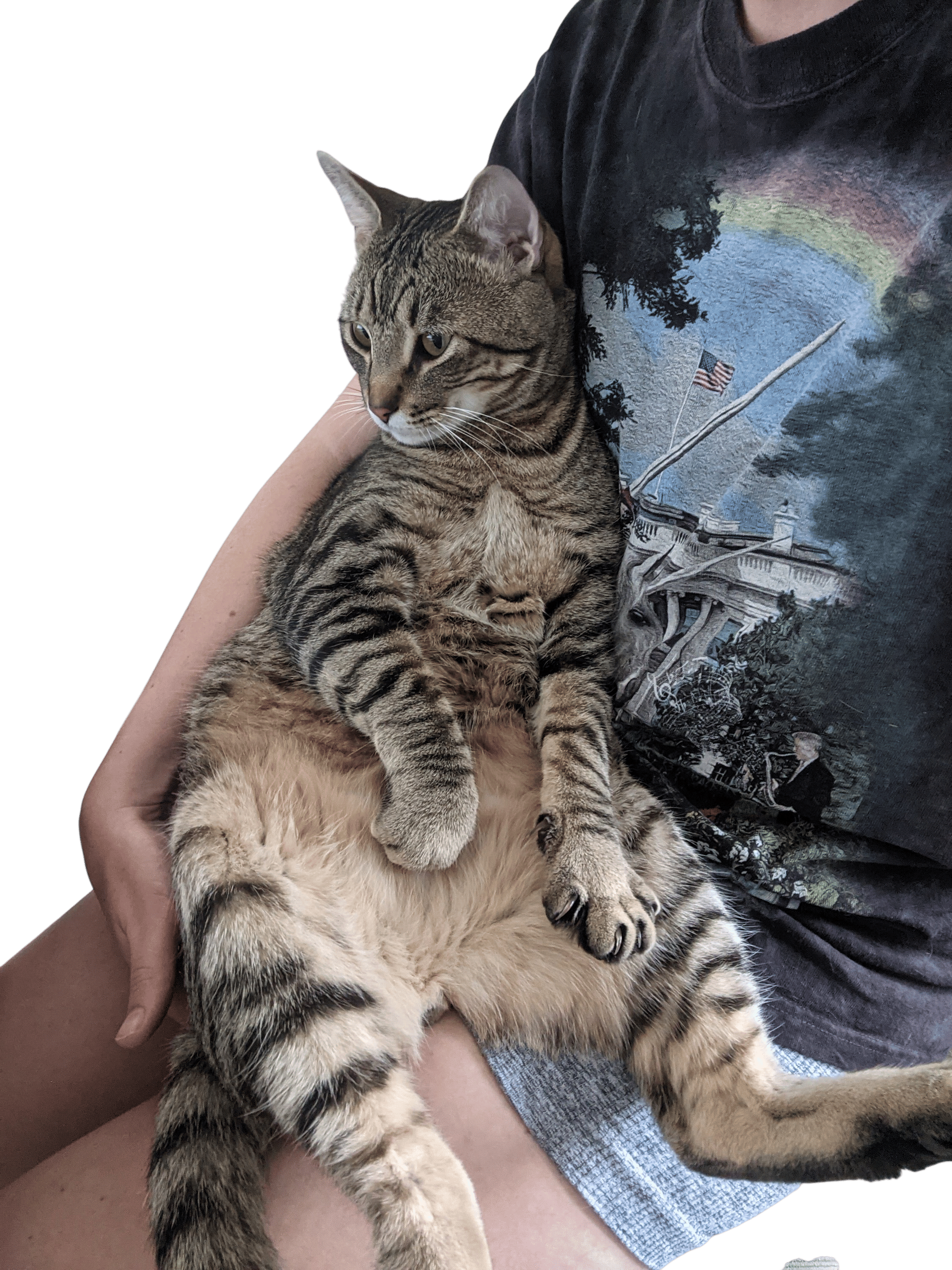 Cats who sit like little people