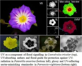 UV light, flowers and bees