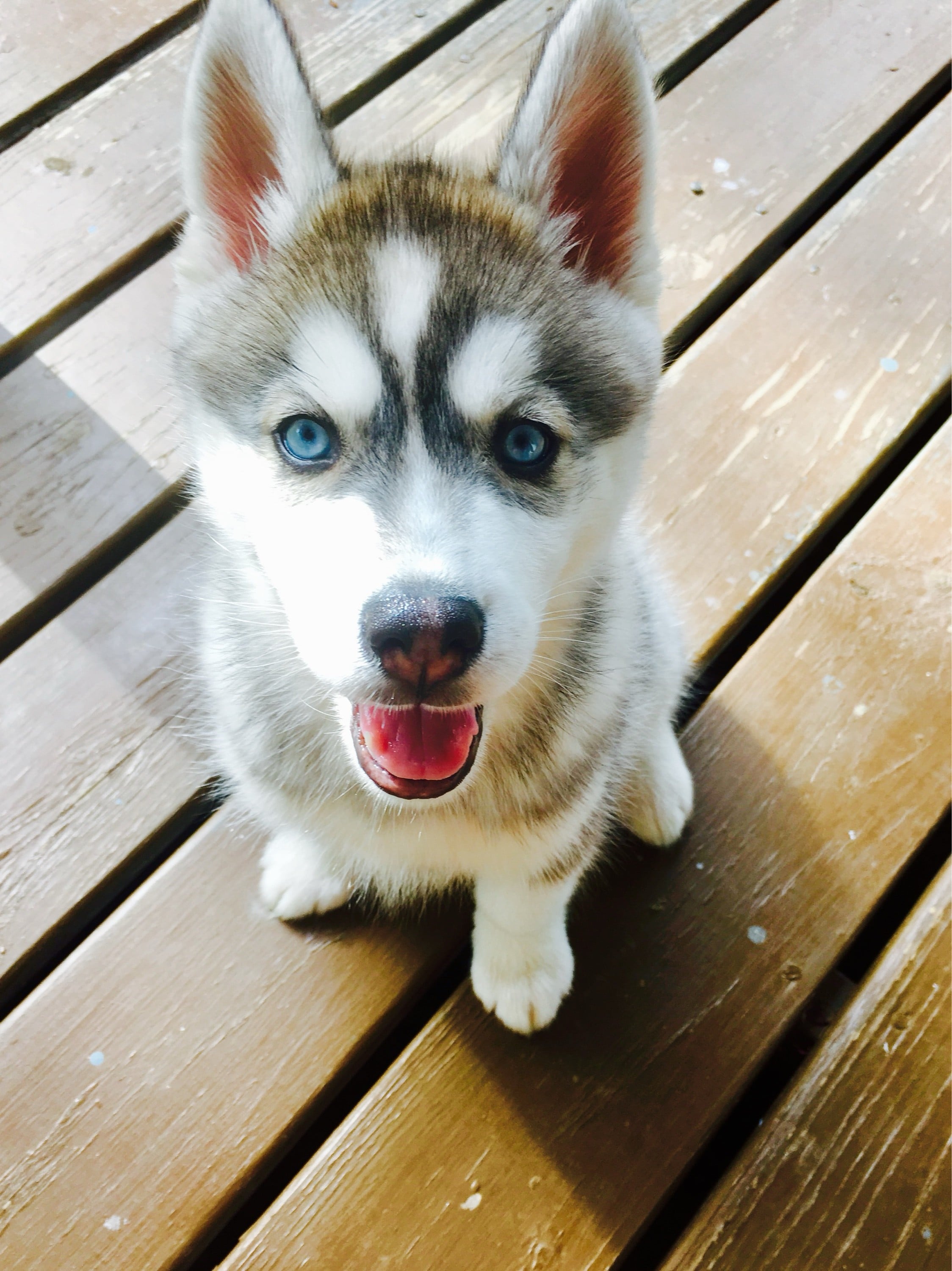 look under the rugs!