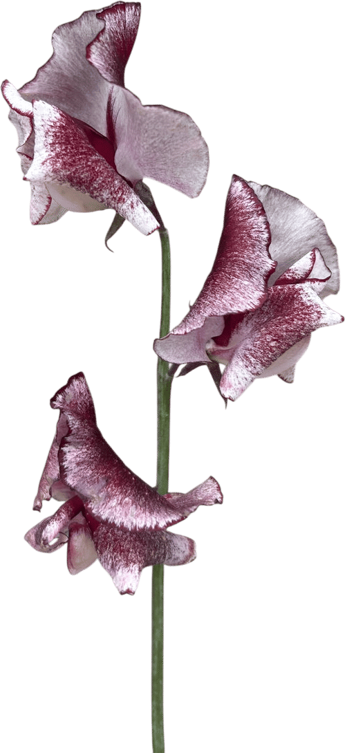 Sweet Pea (Olive D)