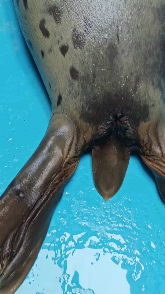 Seal on TikTok