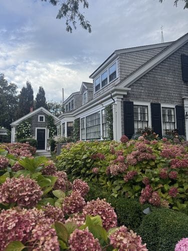 Hydrangeas