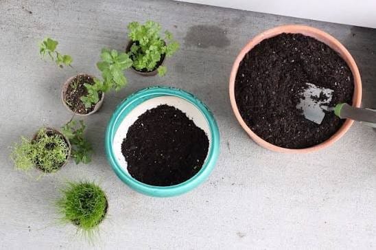 Cat garden for rodent prevention