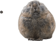 Pika