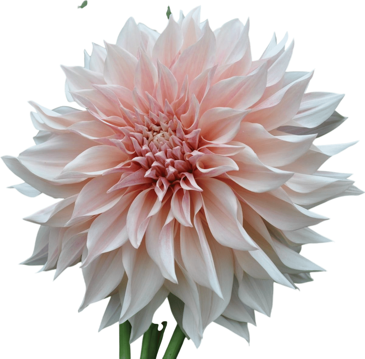 Cafe au lait Dahlia