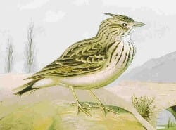 alouette (french canadian)