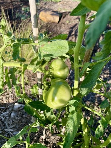 Grow Tomatoes that your neighbor gave to you 🍅