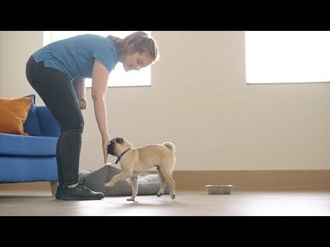 Teach Your Dog or Cat “Touch!" :)