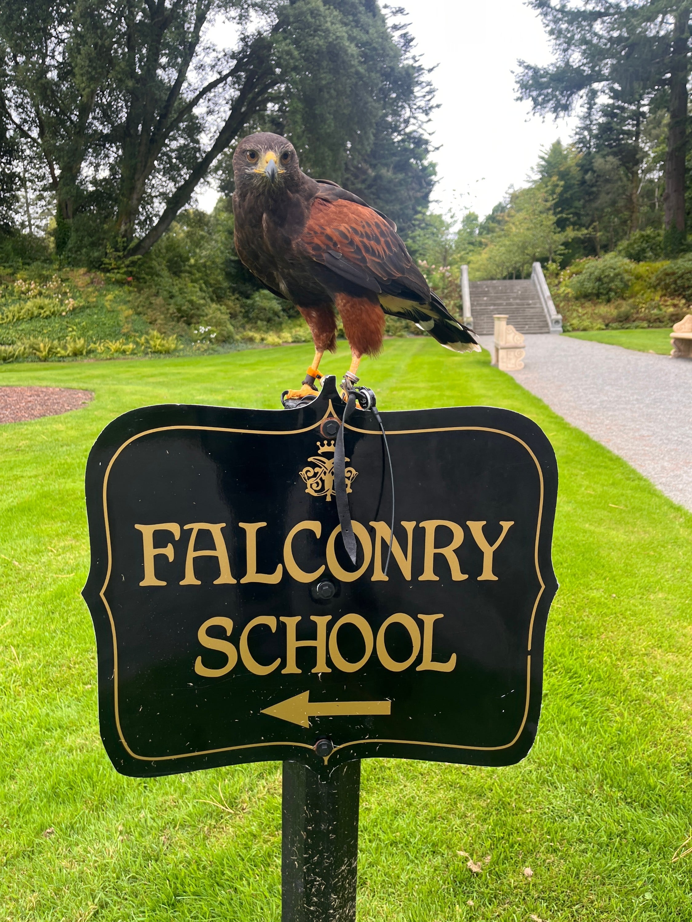 Hawk Walk at Ashford Castle