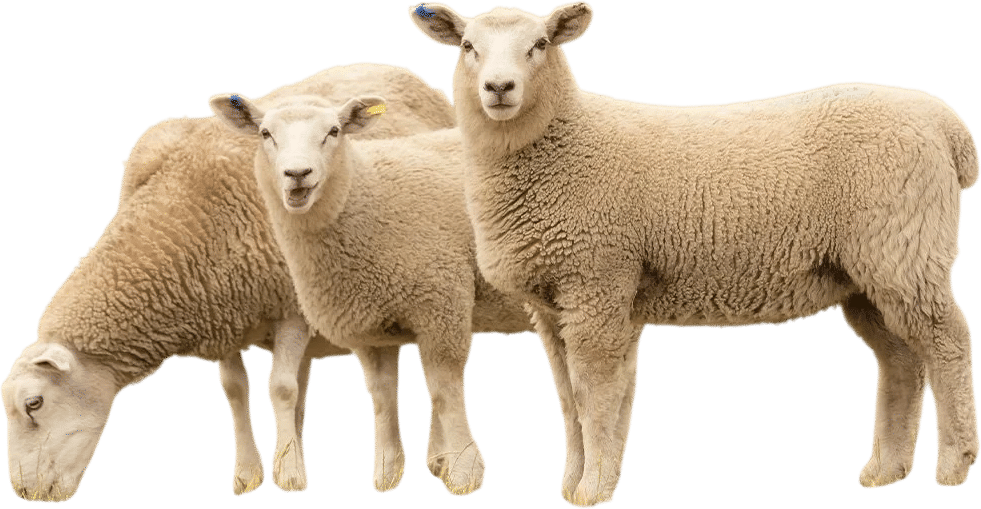 Playing a calming sheep video in the background while you game