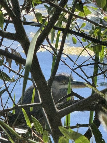 birdwatching