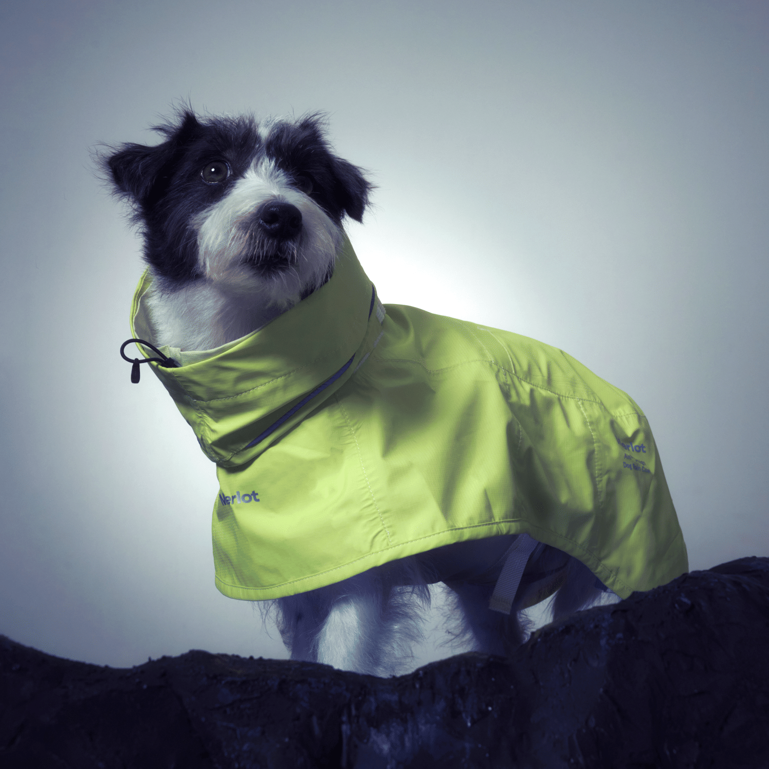 Ain Coat