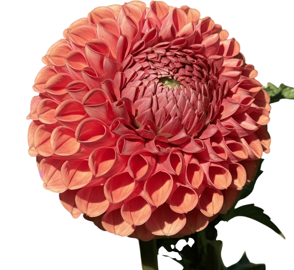 Cornel Bronze Dahlia