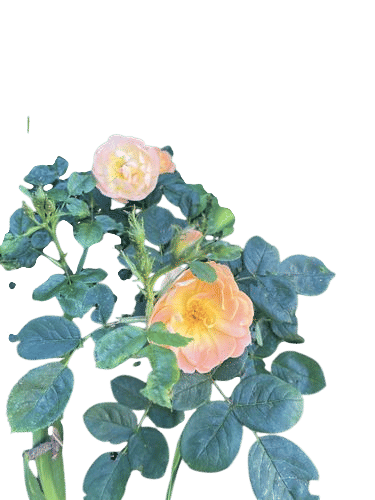 david austin ‘lark ascending’ rose