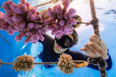 Coral Gardeners