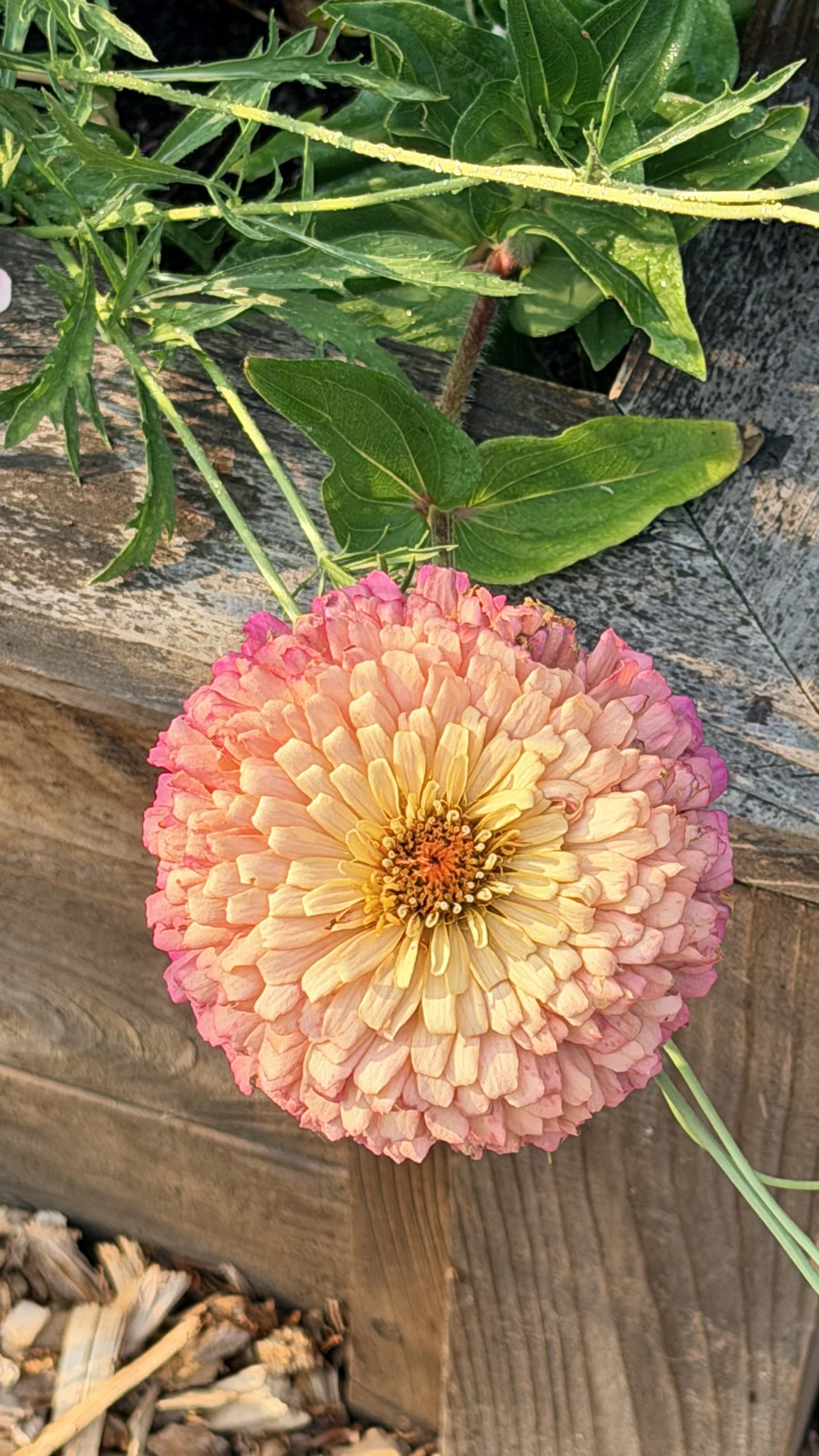 Zinnias