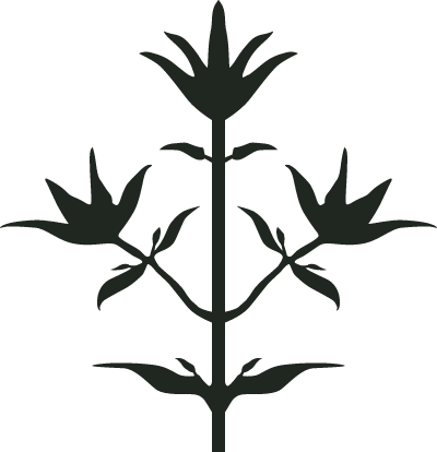 Thyme