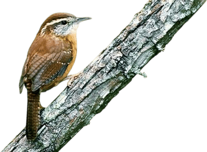 Merlin Bird ID by Cornell Lab