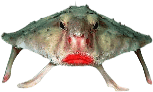 Red-lipped Batfish