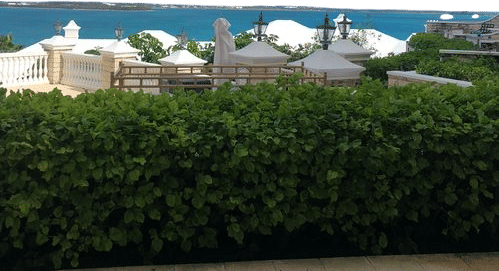 Bermuda, because it is less busy than other destinations and has great food. Our favorite activity is partaking in the lovely teas and yummy sandwiches and treats in the afternoon after a stroll on the pink beach.
