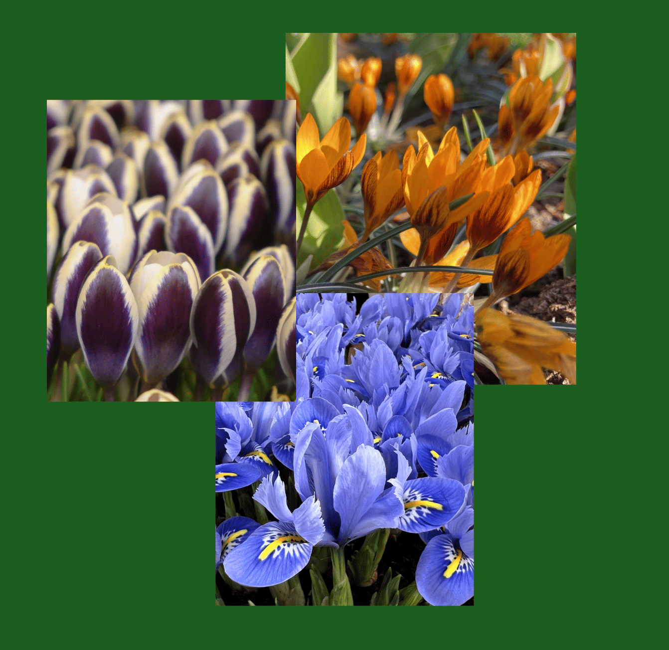 An unusal spring bulb combo for my New England peeps - no daff or tulips required!