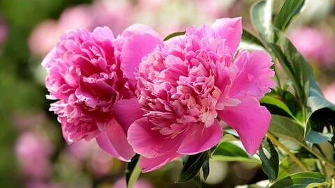 peonies