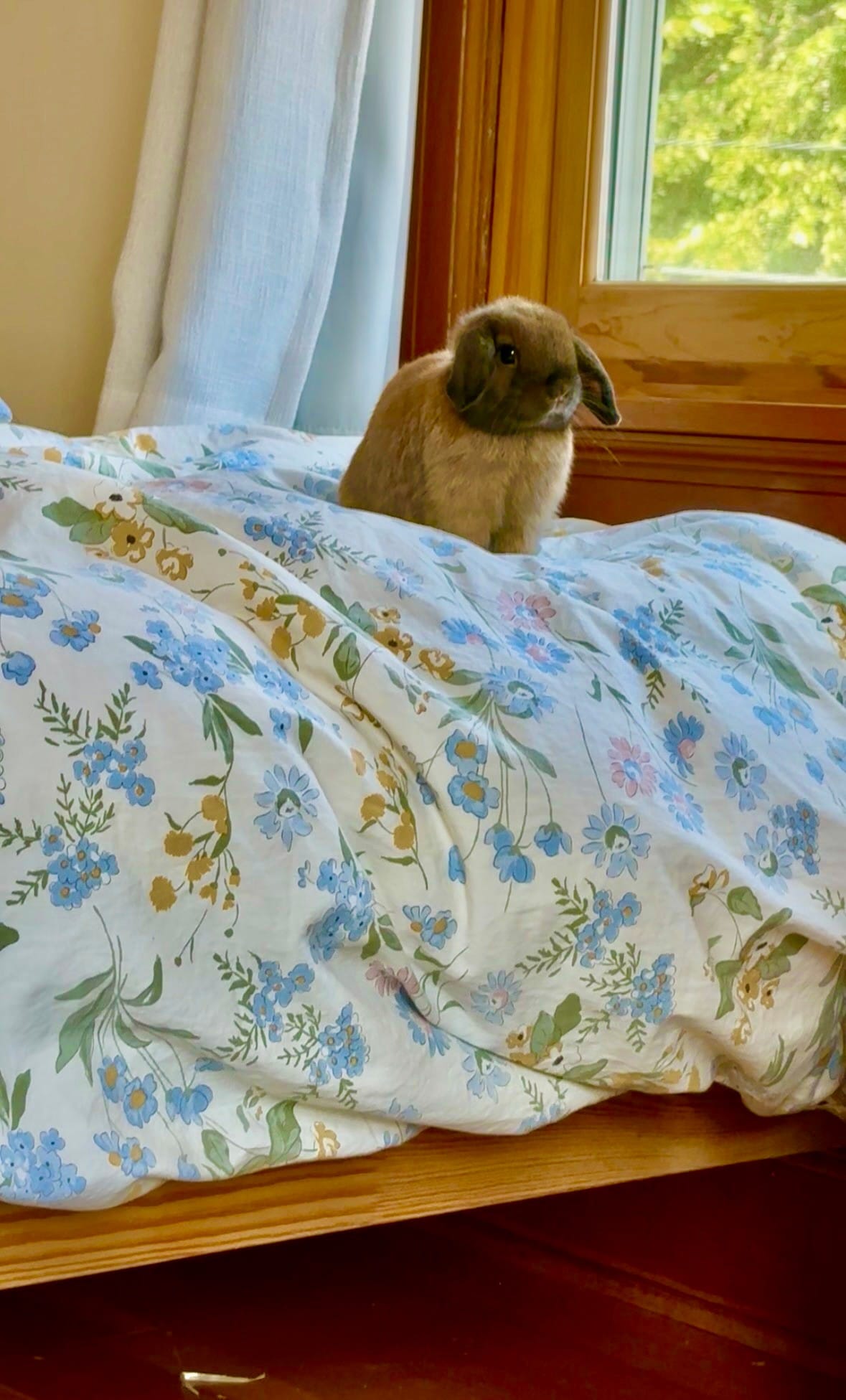 Mocha on his bed