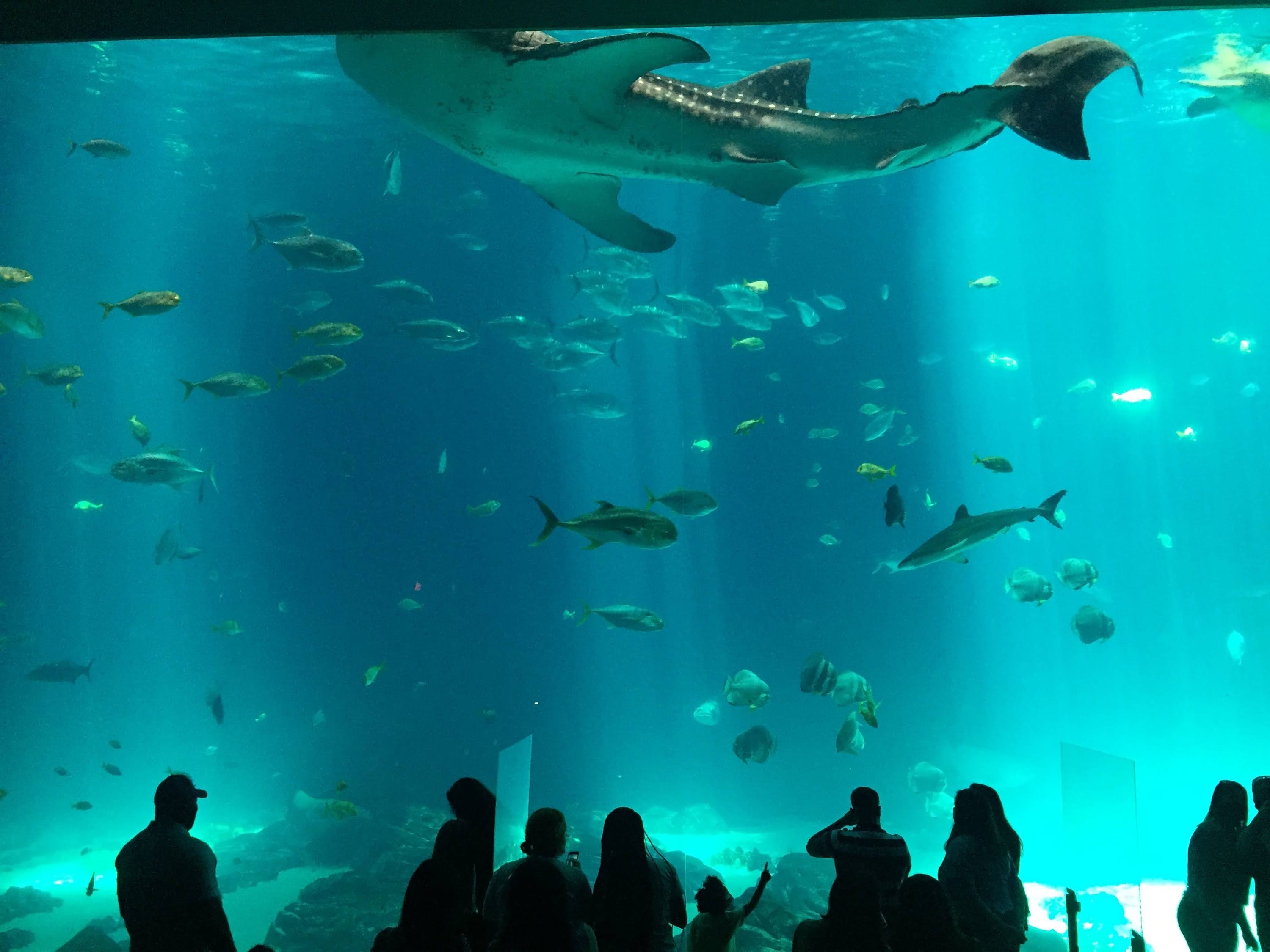 Listening to music while wandering the aquarium alone