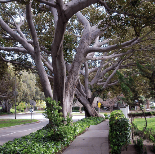 vermont ave trees near LA’s greek theatre