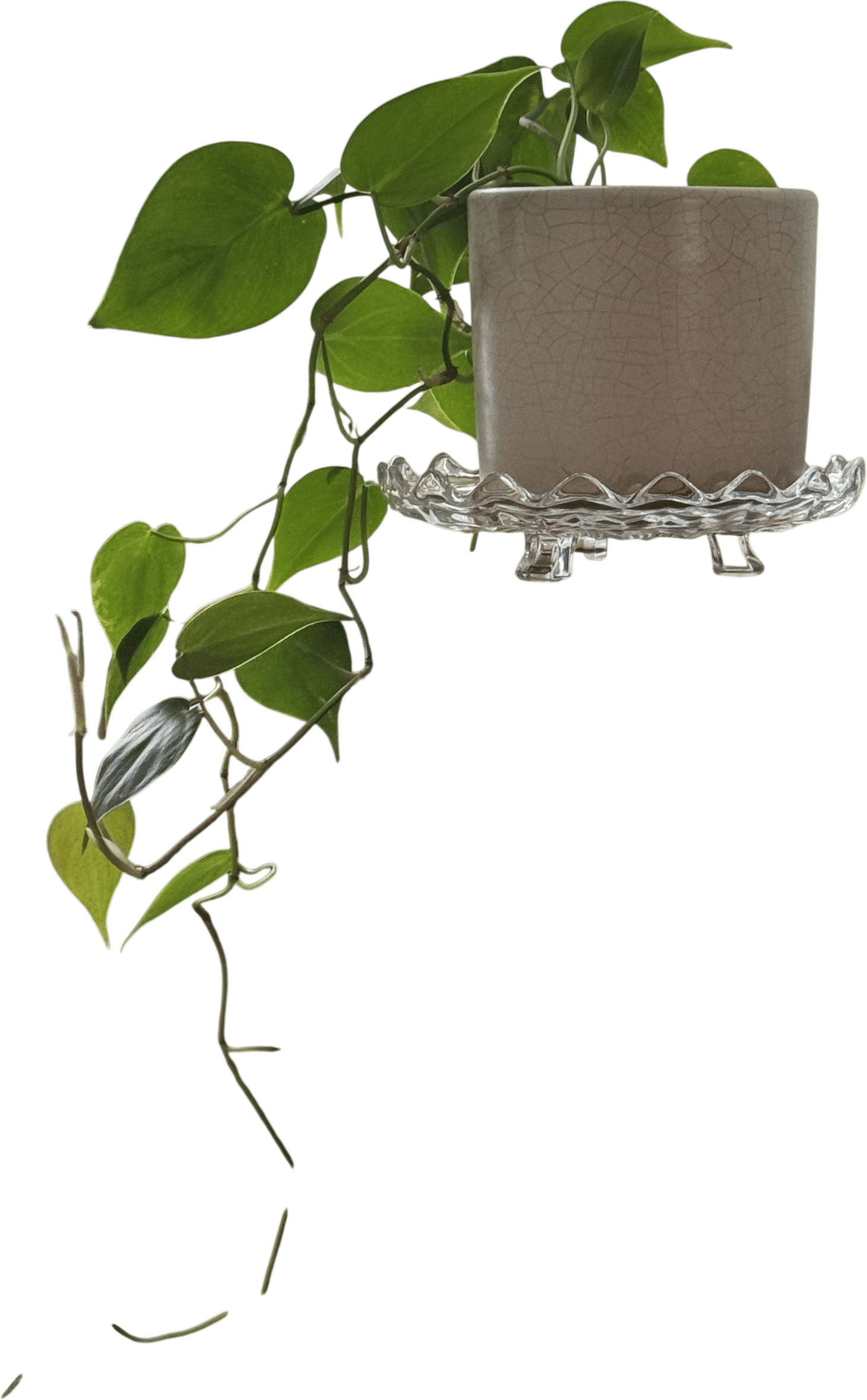 Cake Stands (Specifically to Use as Plant Stands)