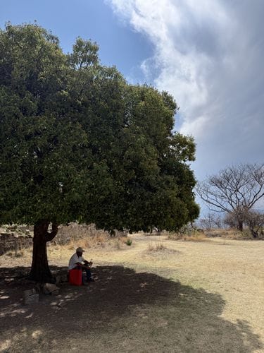 A siesta under a tree