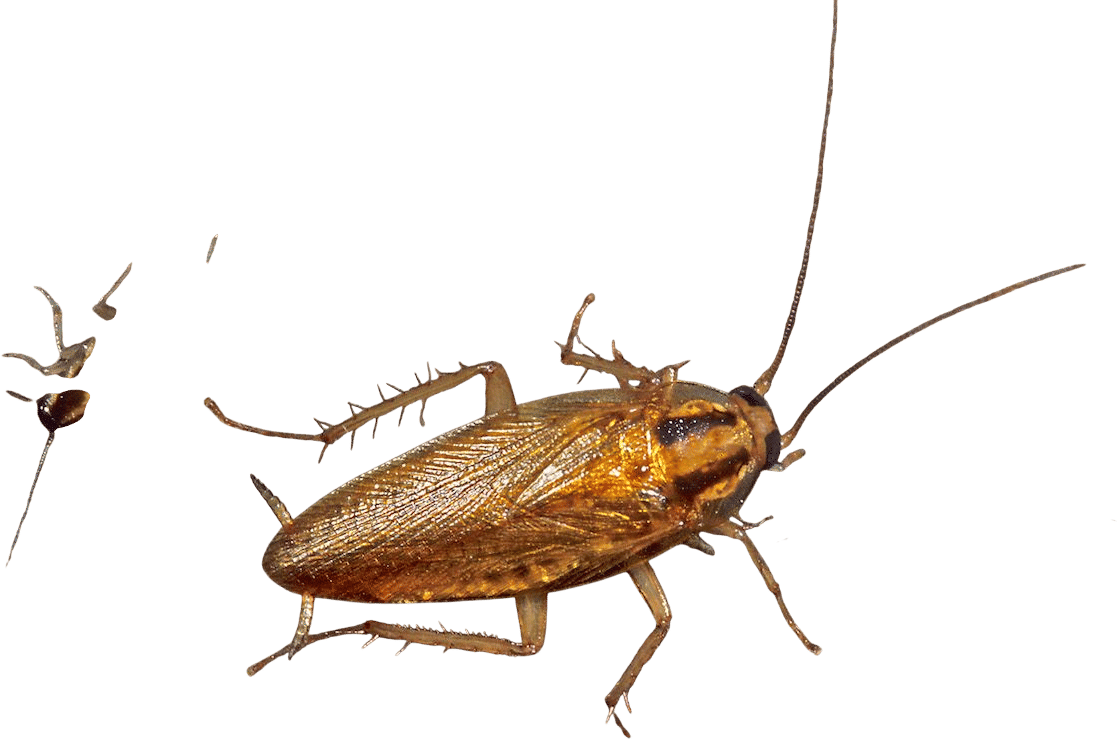 palmetto bug