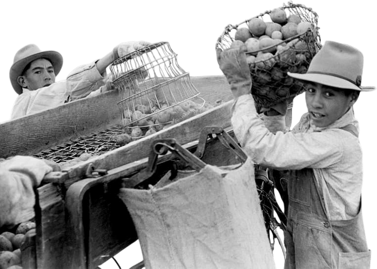 “We genuinely have too many potatoes, I cannot stress enough”