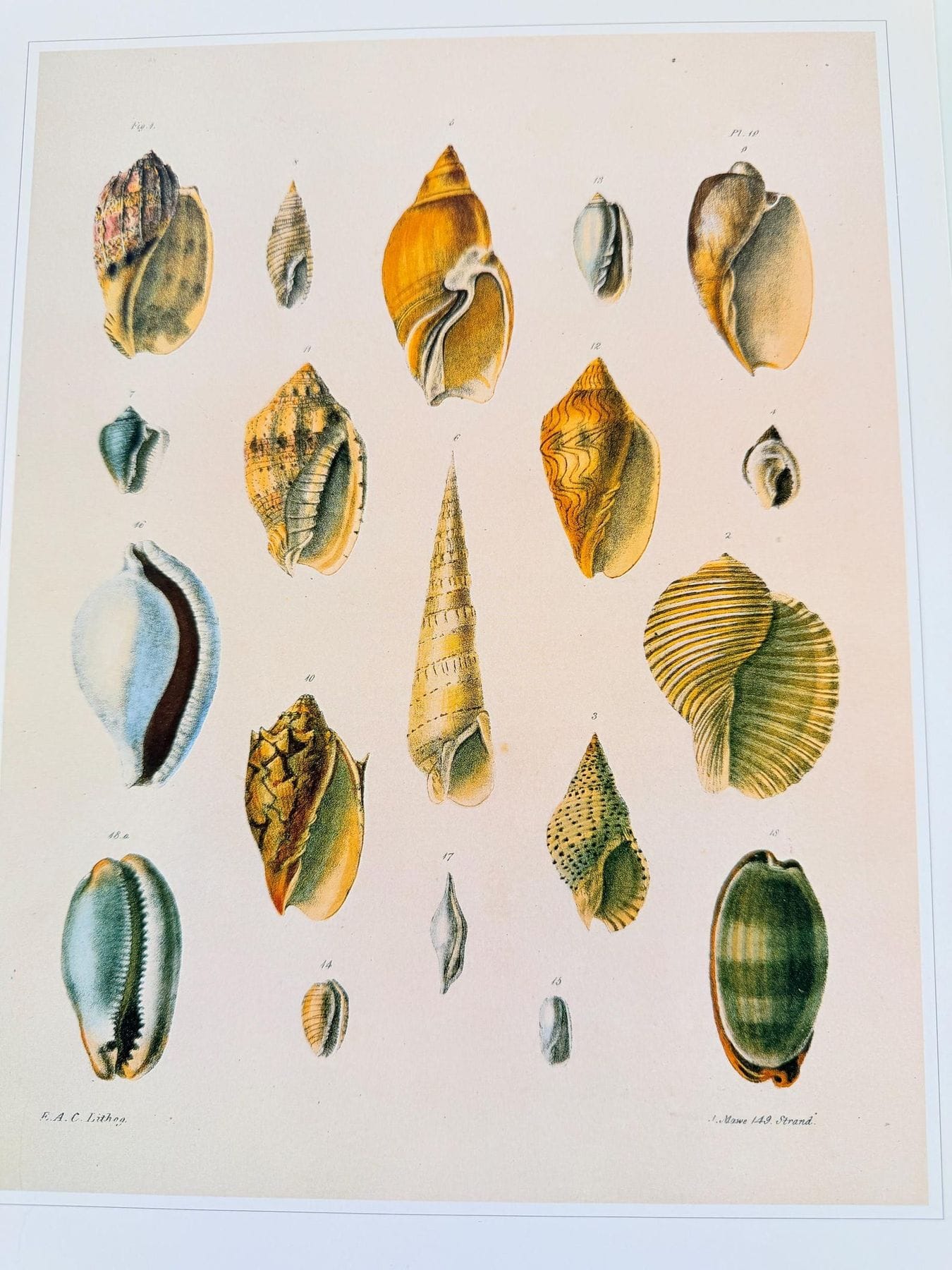 Vintage Shells Print