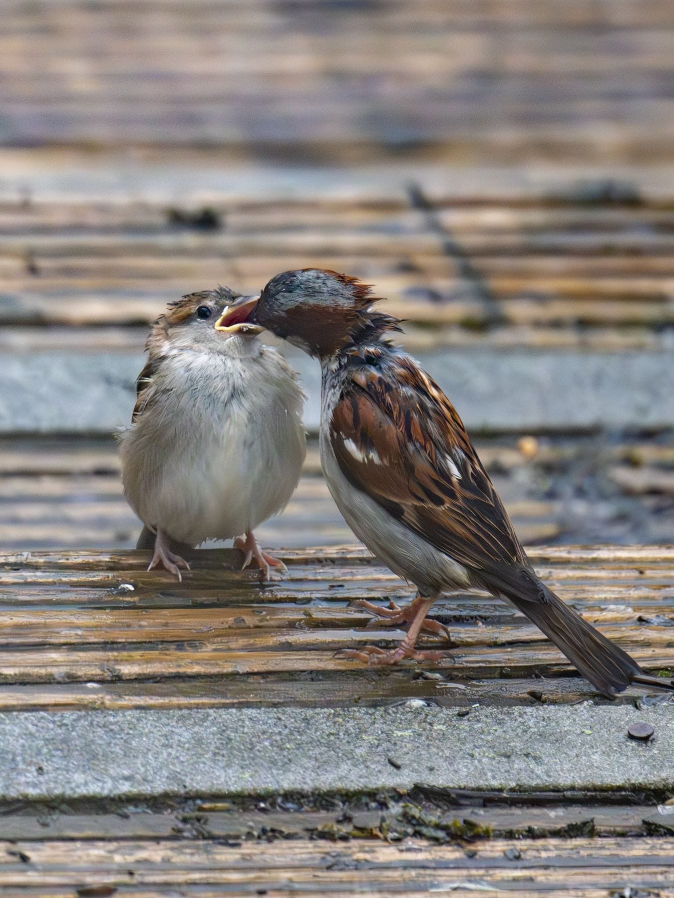 Watching birds help each other