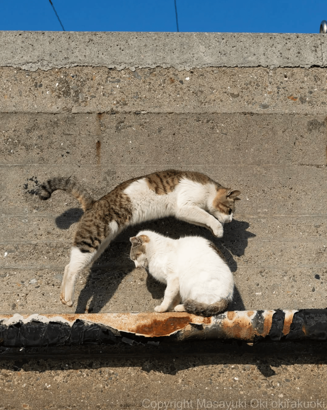 （Masayuki Oki）🐈 (@okirakuoki) 