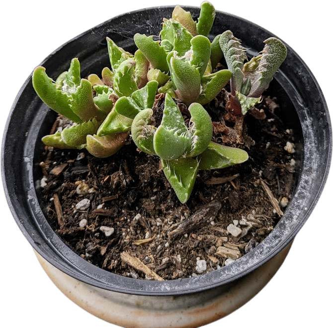 Weird-ass Succulents