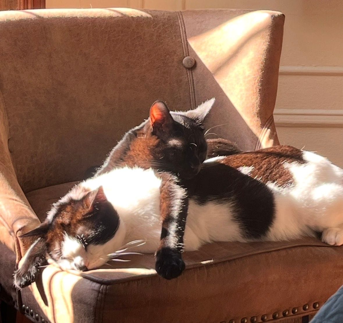Cats