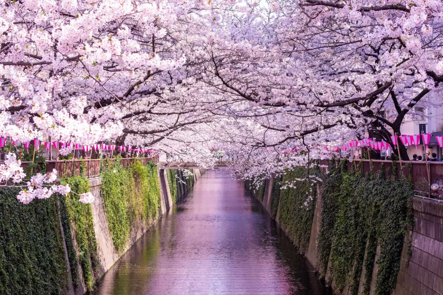 Strolling along Meguro River before lunch